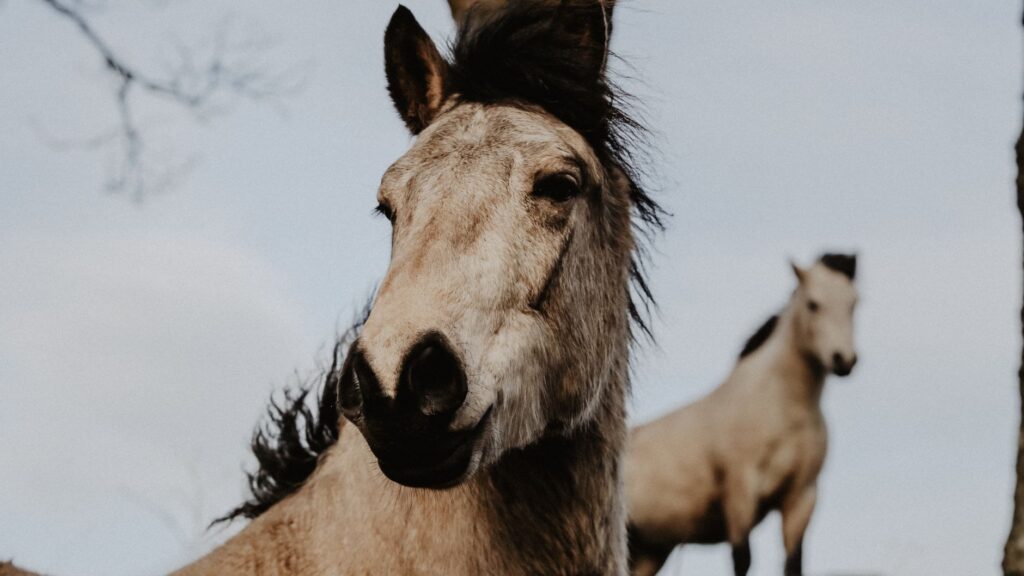 elevated ggt in horses cholangiohepatitis and bile duct disease