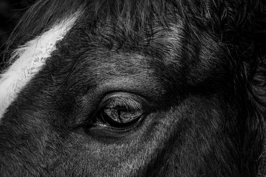 elevated ldh in horses muscle or tissue damage