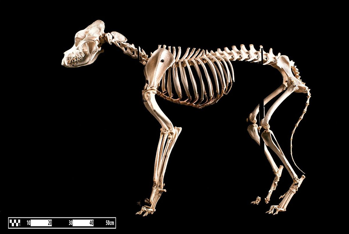 Veterinary care for a dog