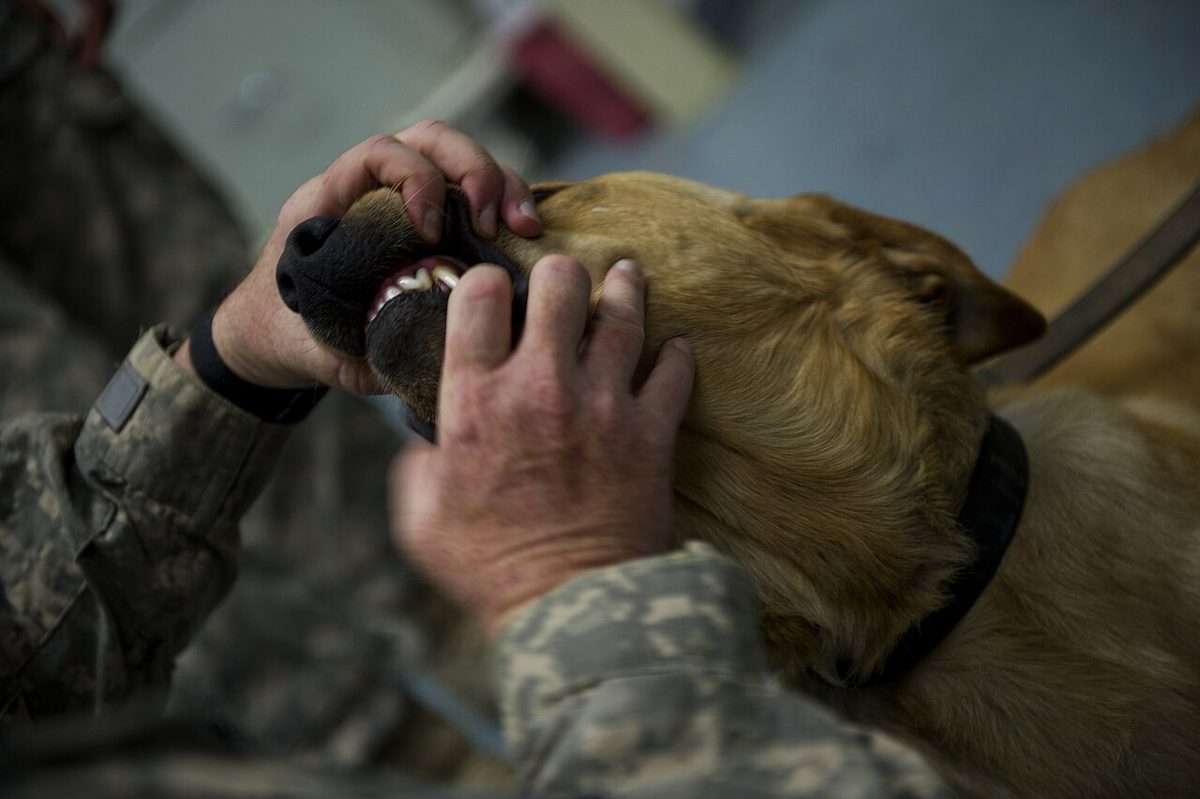 A dog undergoing diagnostic blood testing at a veterinary clinic