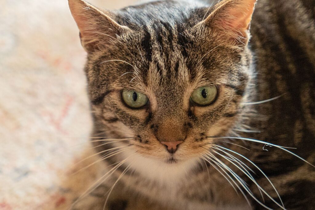 elevated liver enzymes in cats causes decoded