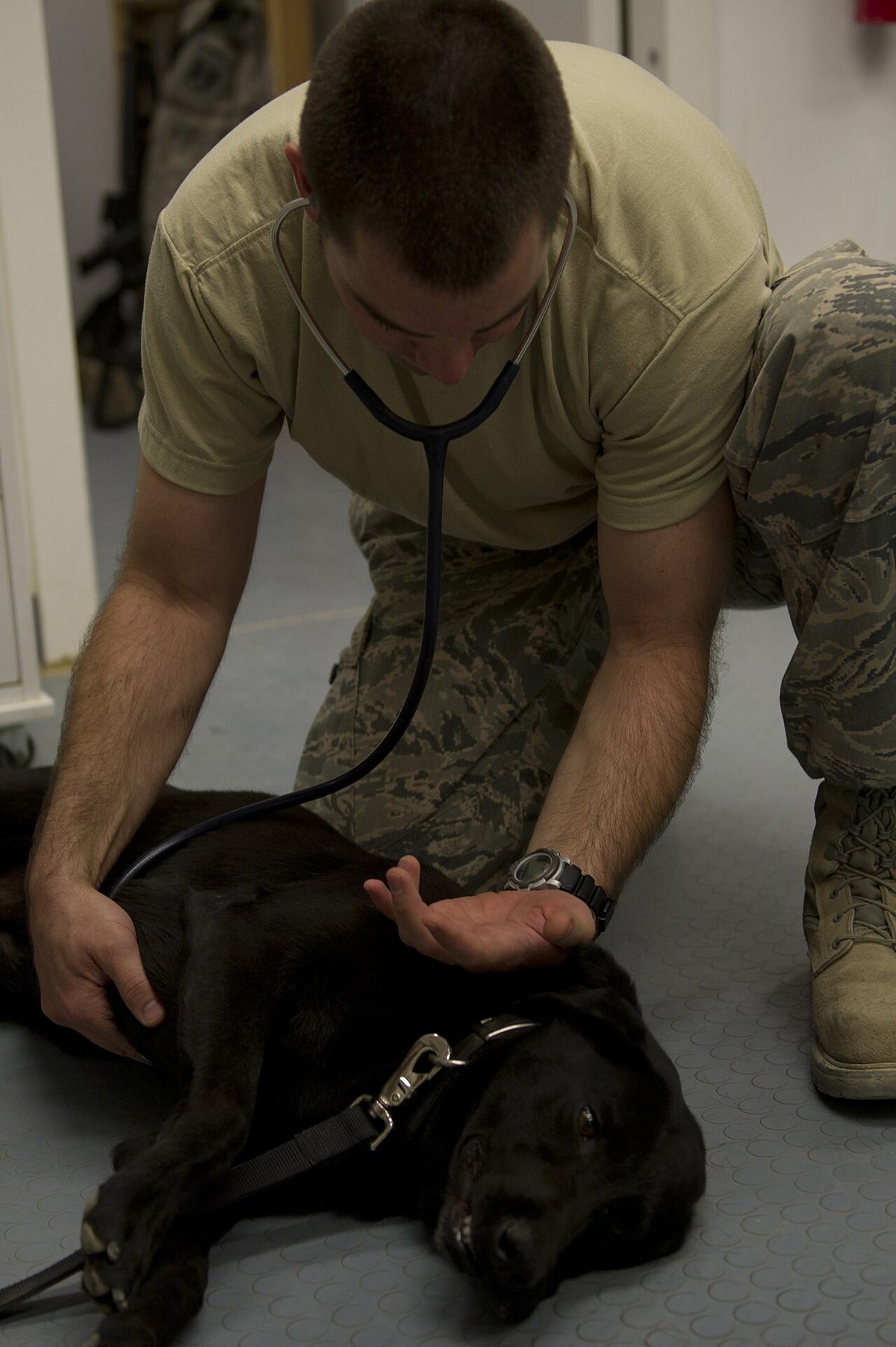 A dog undergoing diagnostic blood testing at a veterinary clinic