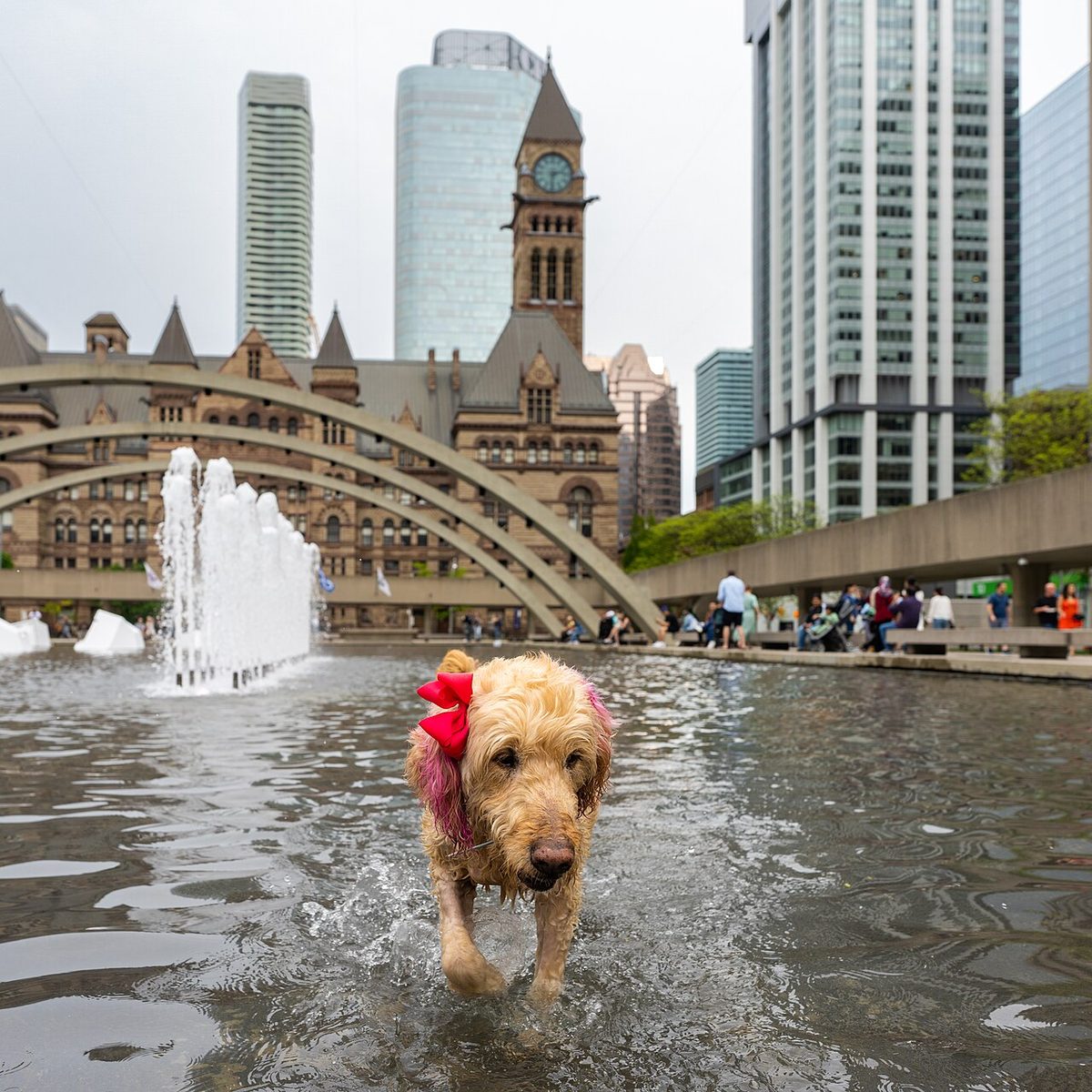 Healthcare and wellness consultation for a dog