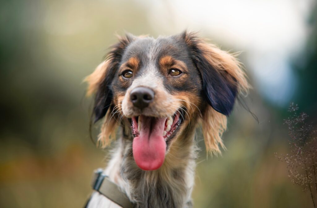 elevated troponin in dogs myocarditis or cardiac disease marker