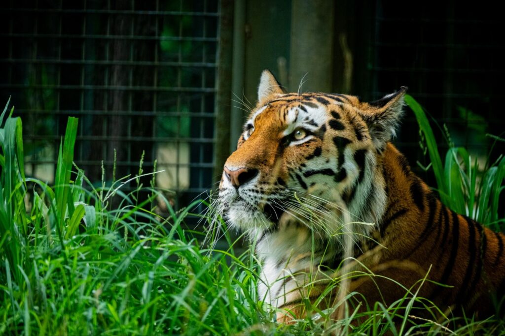 feline elevated bun and creatinine kidney decline signals