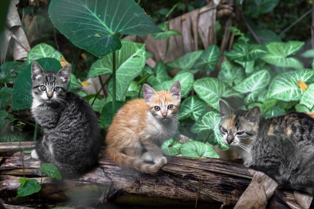 feline elevated bun kidney function decline