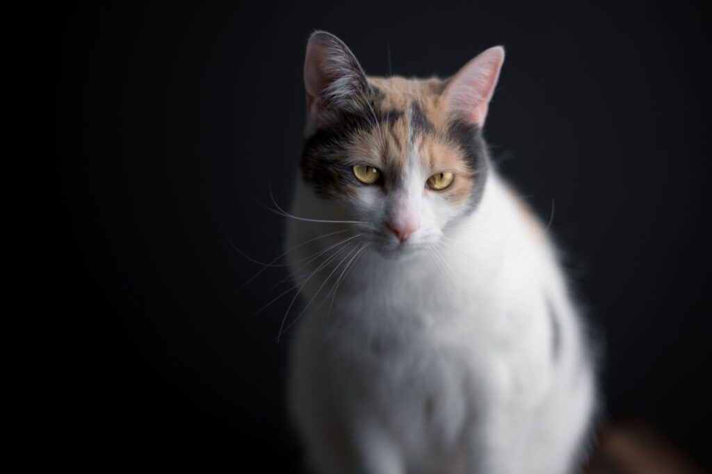 feline elevated ldh muscle or tissue damage