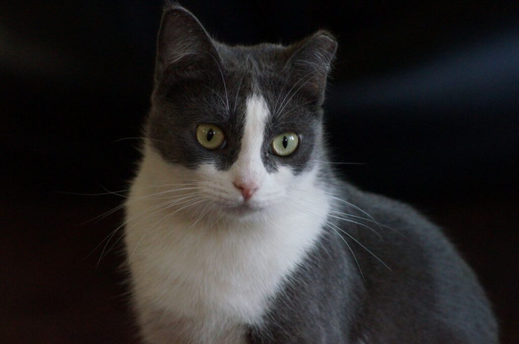 feline hyperthyroidism t4 vs ft4 test comparison
