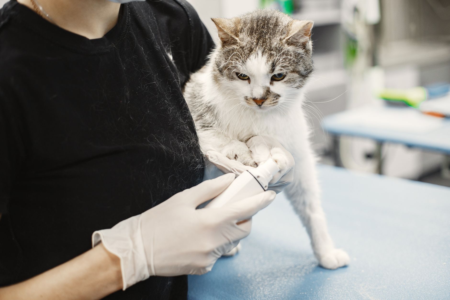 Veterinarian drawing a blood sample from a cat