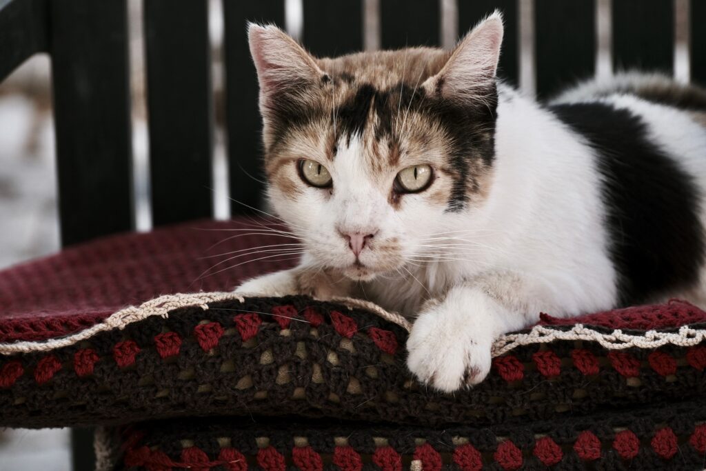 feline urinalysis for early detection of diabetic ketoacidosis