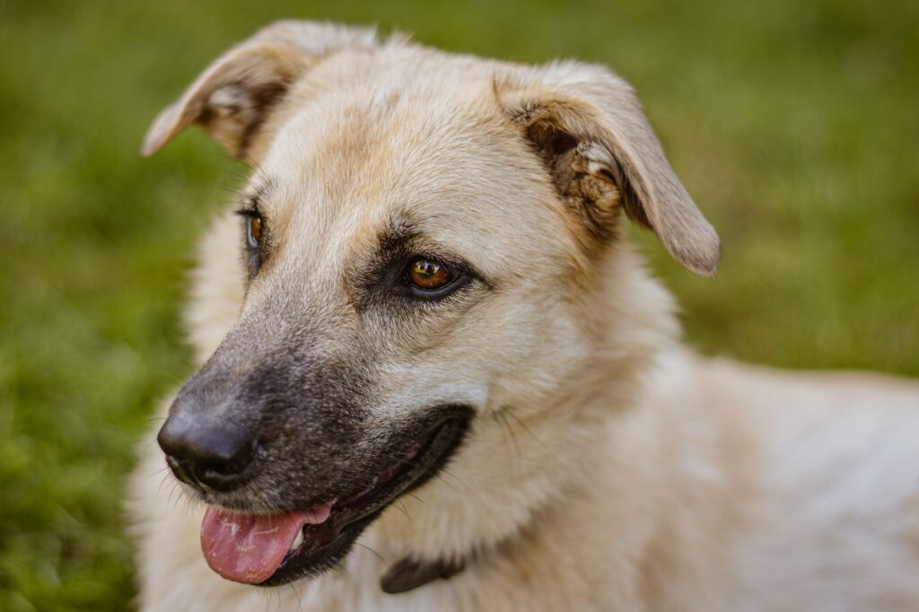 fibrinogen in dogs how to read and interpret the result