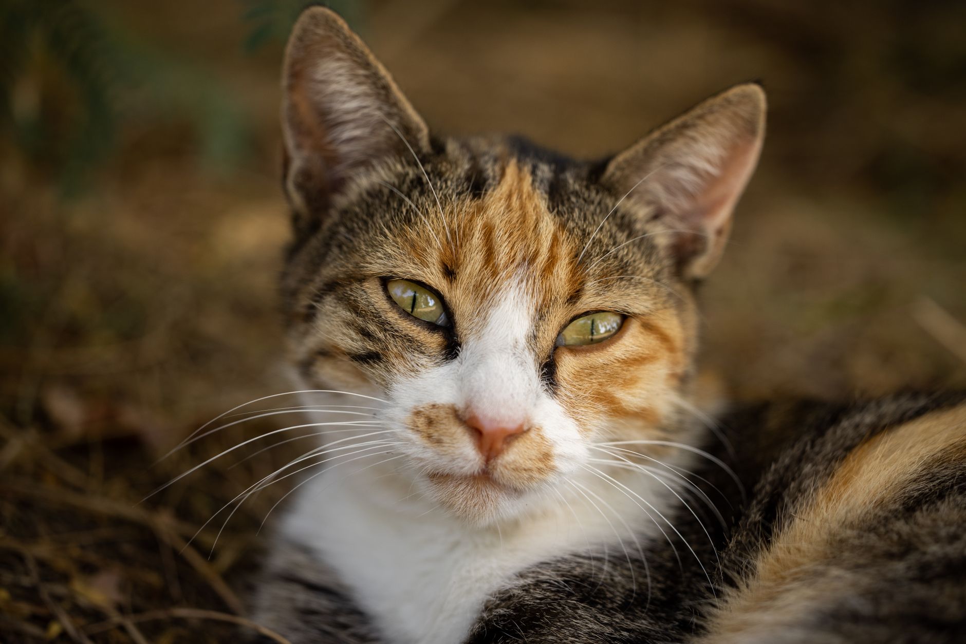 Veterinary care for a cat