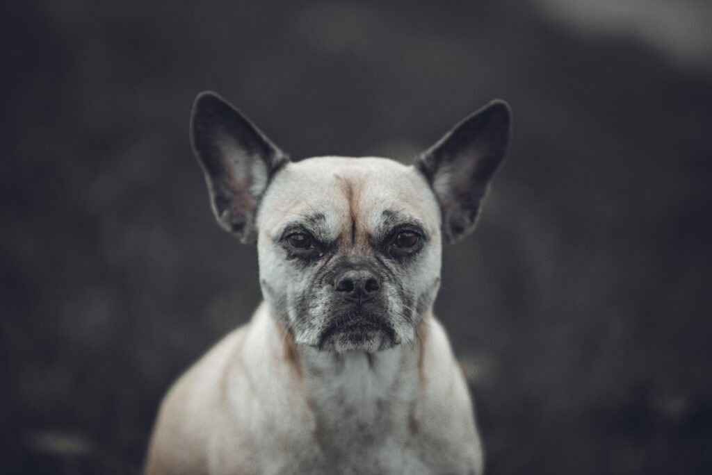 ggt blood test in dogs what it measures