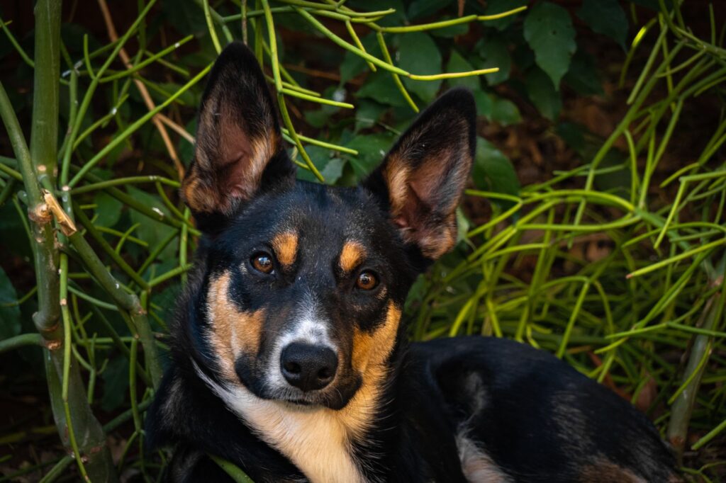 hematocrit vs rbc in dogs which matters more