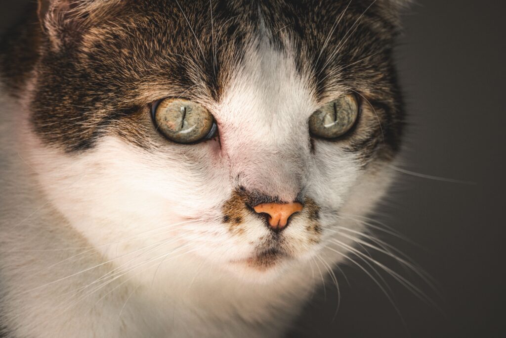 high alt and high alp in cats what the pattern means