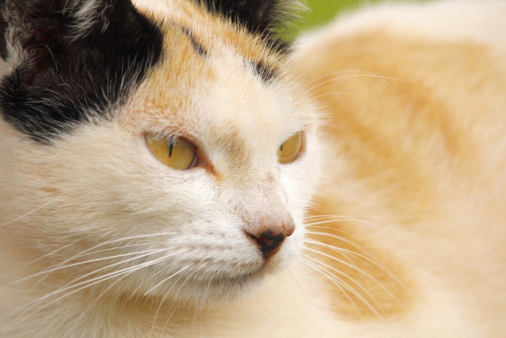 high alt and high ast in cats what the pattern means