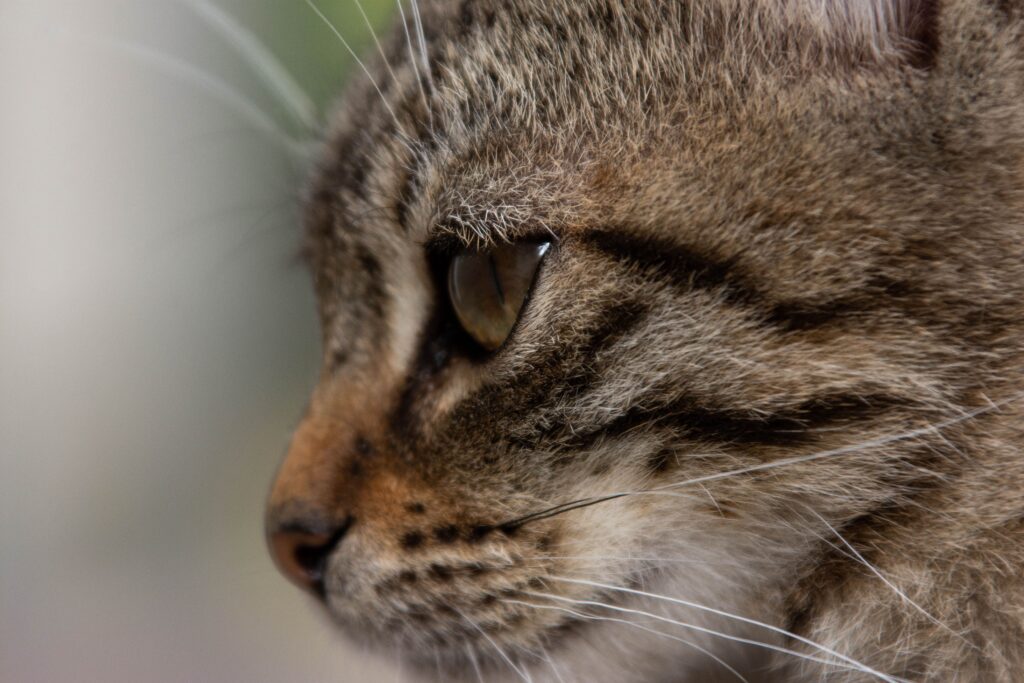 high alt and low alp in cats what the pattern means