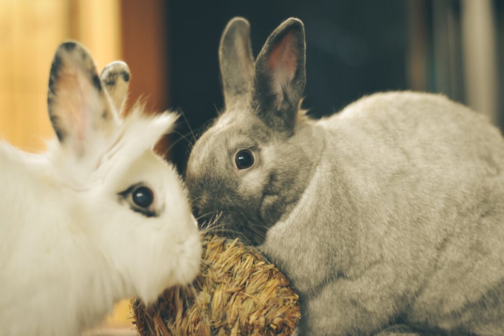 high alt in rabbits hepatic disease indicators