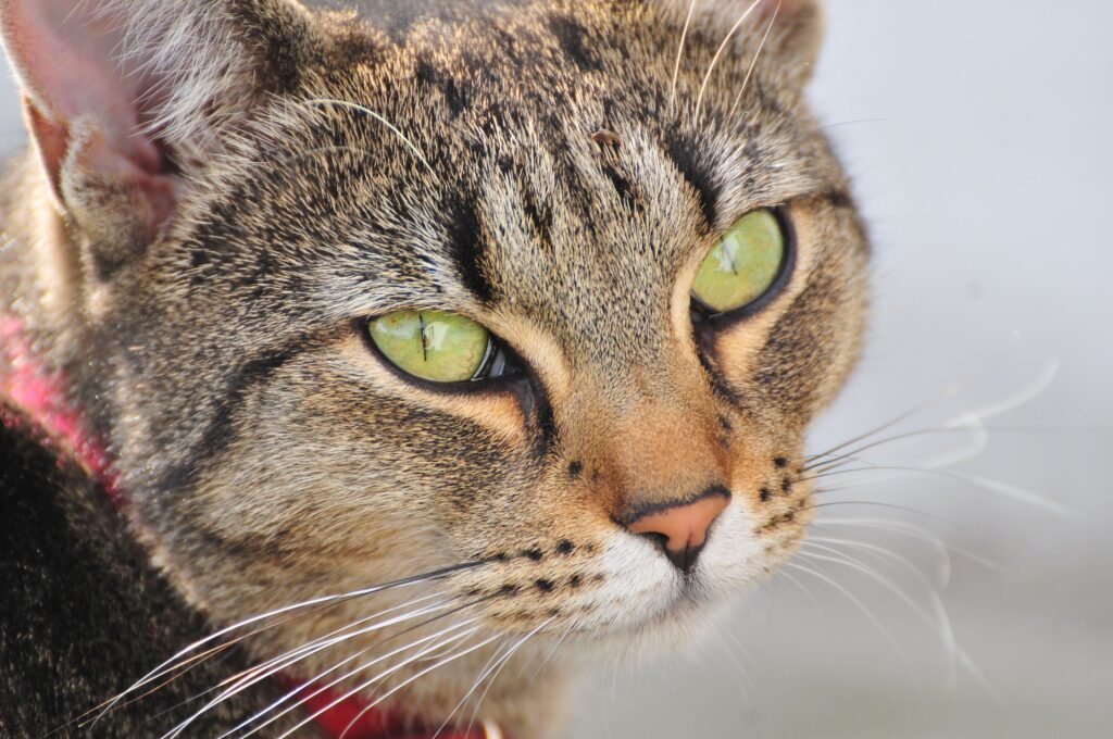 high bilirubin and high alt in cats what the pattern means
