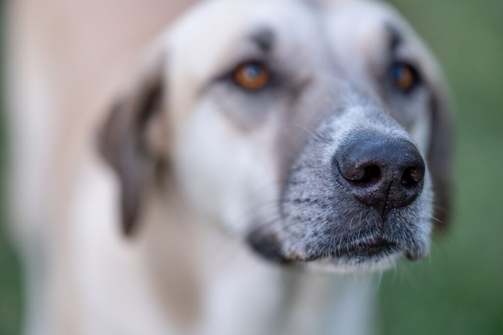 high bilirubin and low alt in dogs what the pattern means