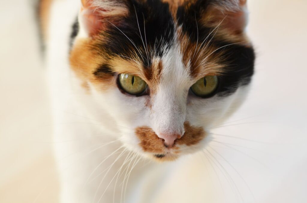 high bun and high creatinine in cats what the pattern means