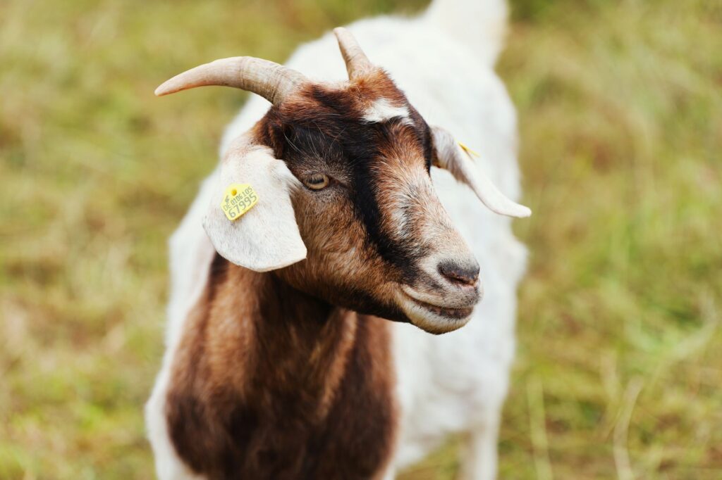 high bun in goats kidney disease vs high protein diet