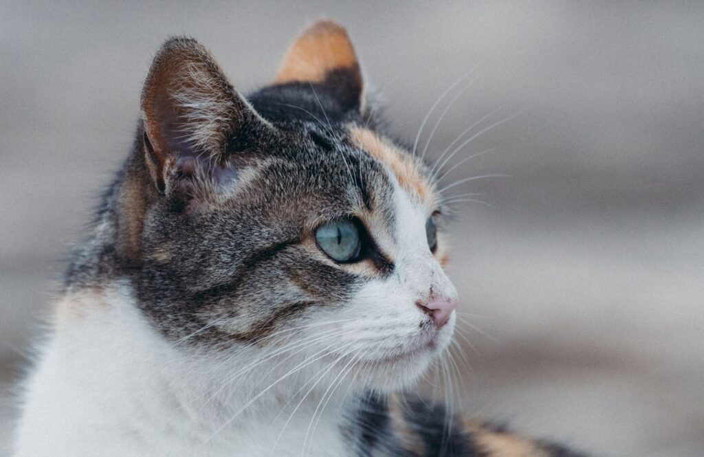 high bun in young cats kidney function woes