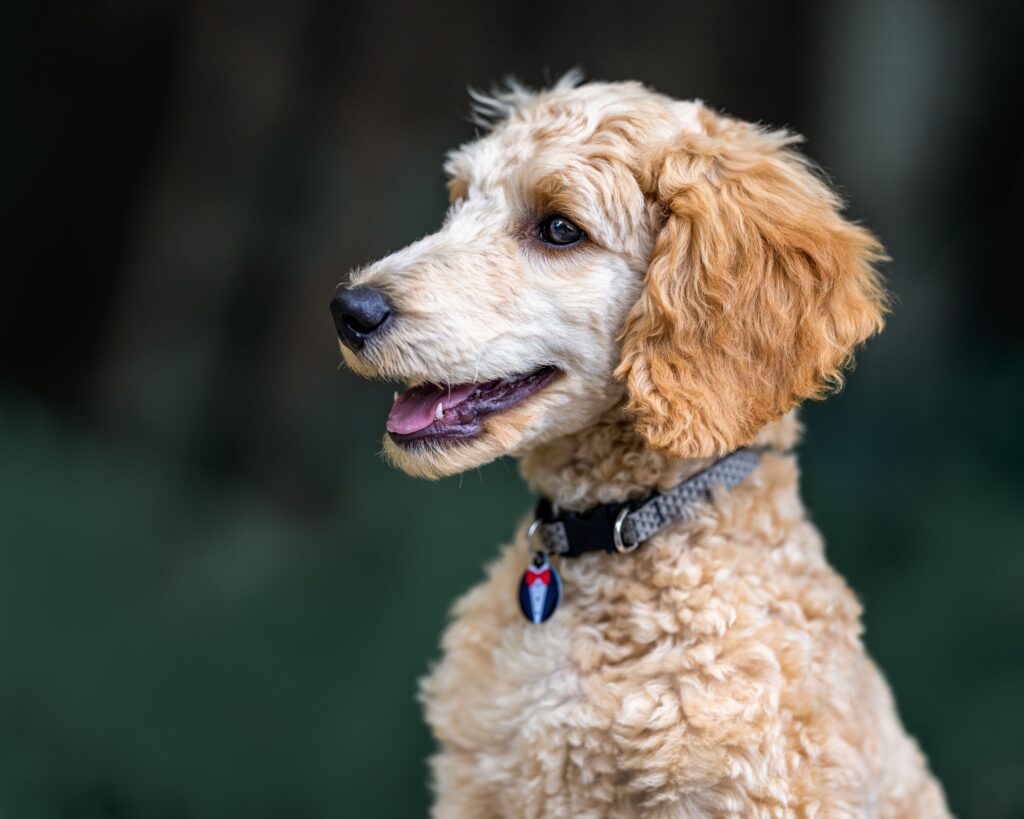 high calcium and high phosphorus in dogs what the pattern means