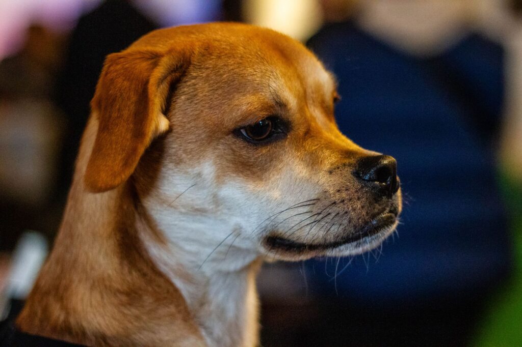 High Calcium and Phosphorus Together in Dogs - Combined Patterns
