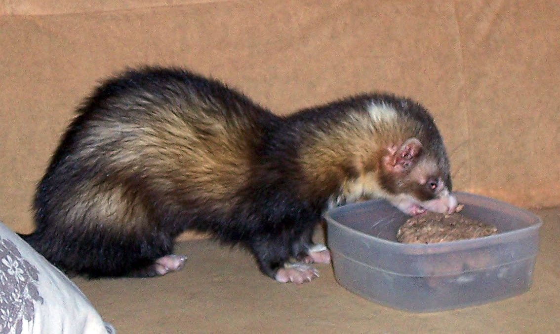 Portrait of a ferret at a veterinary clinic