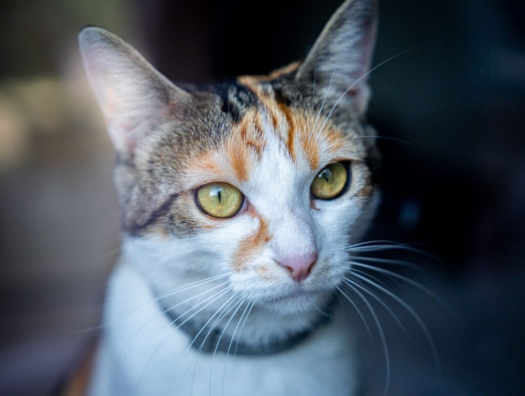 high creatinine and high sdma in cats what the pattern means