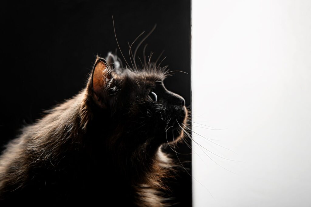 High Creatinine and High Urine Protein to Creatinine Ratio in Cats: What the Pattern Means
