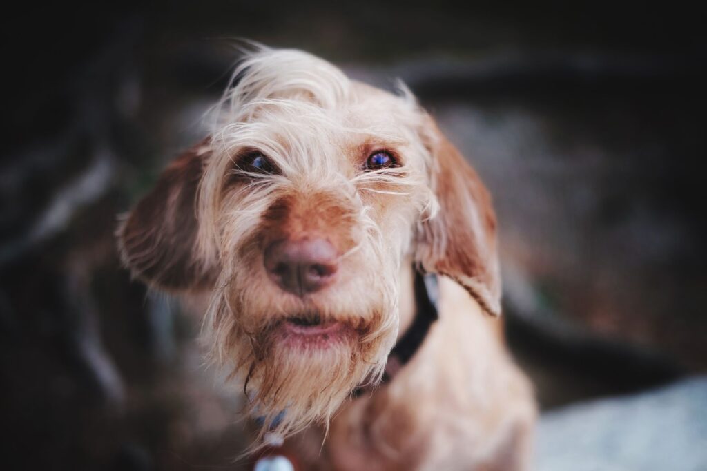 high creatinine and high urine protein to creatinine ratio in dogs wha