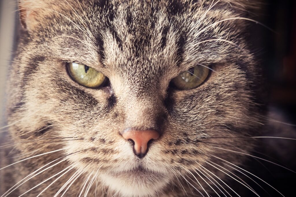 high creatinine and low sdma in cats what the pattern means