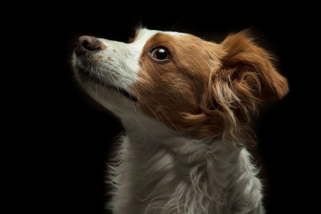 high creatinine and low sdma in dogs what the pattern means