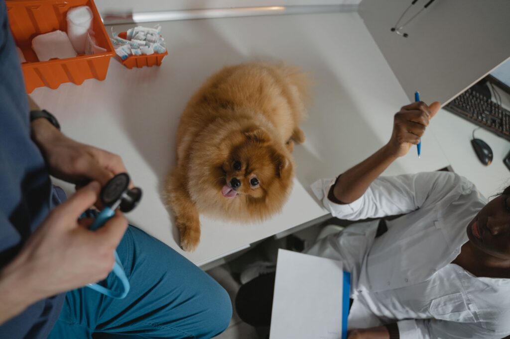 Veterinary care for a dog