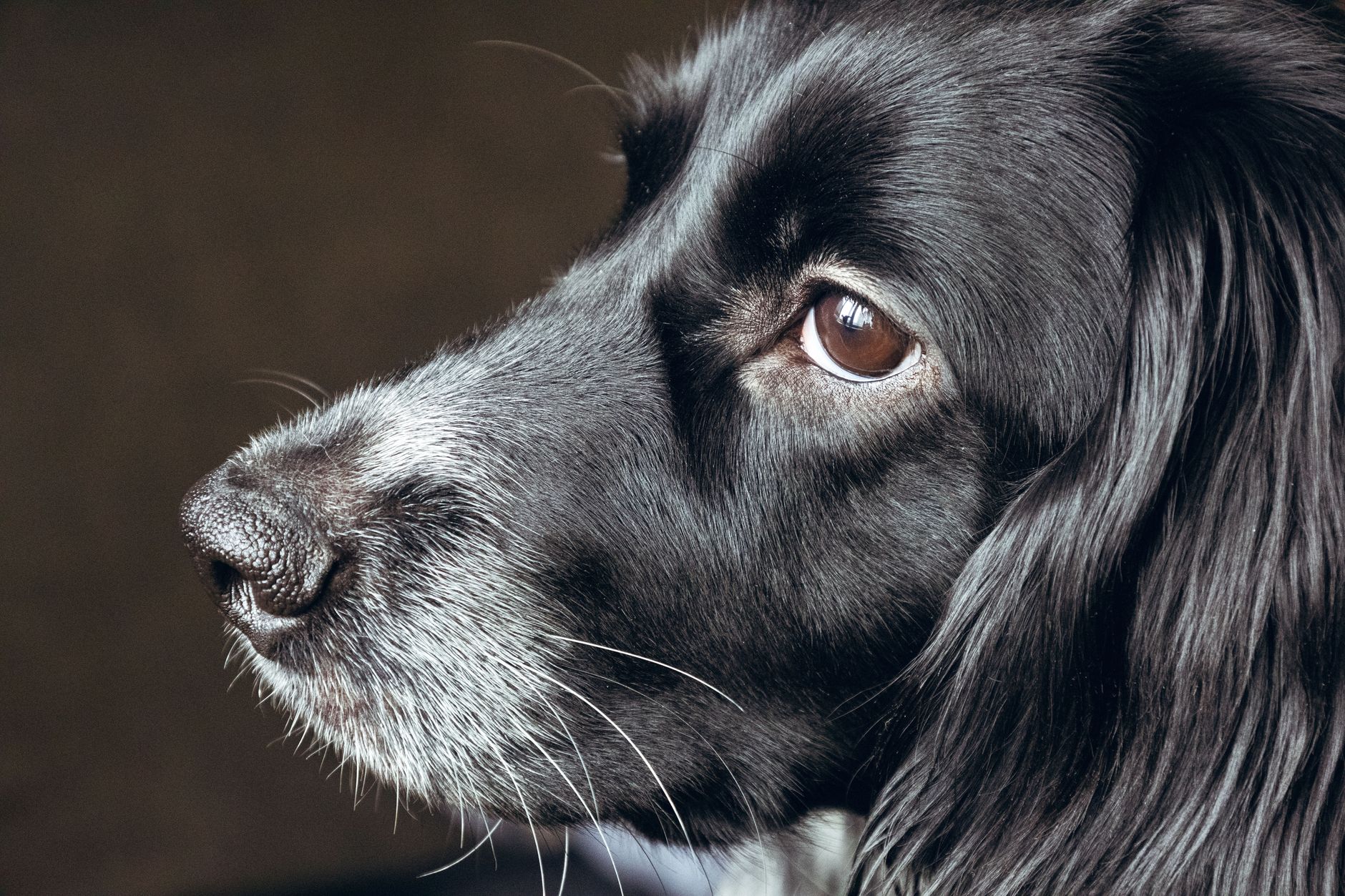 Portrait of a dog at a veterinary clinic
