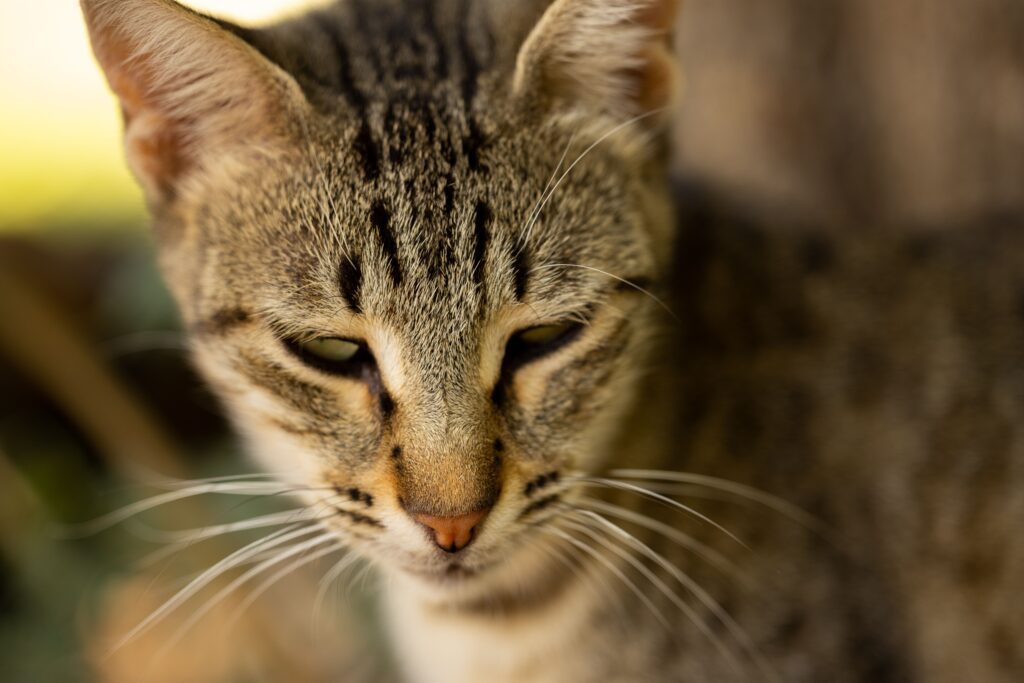high ggt and low alp in cats what the pattern means