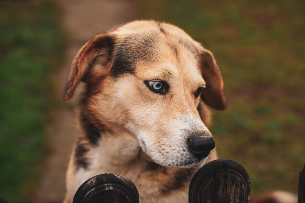 high ggt and low alp in dogs what the pattern means