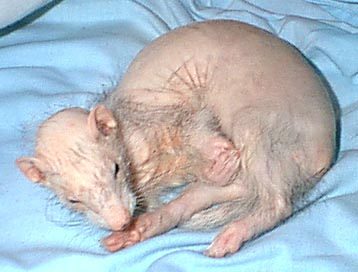 Portrait of a ferret at a veterinary clinic