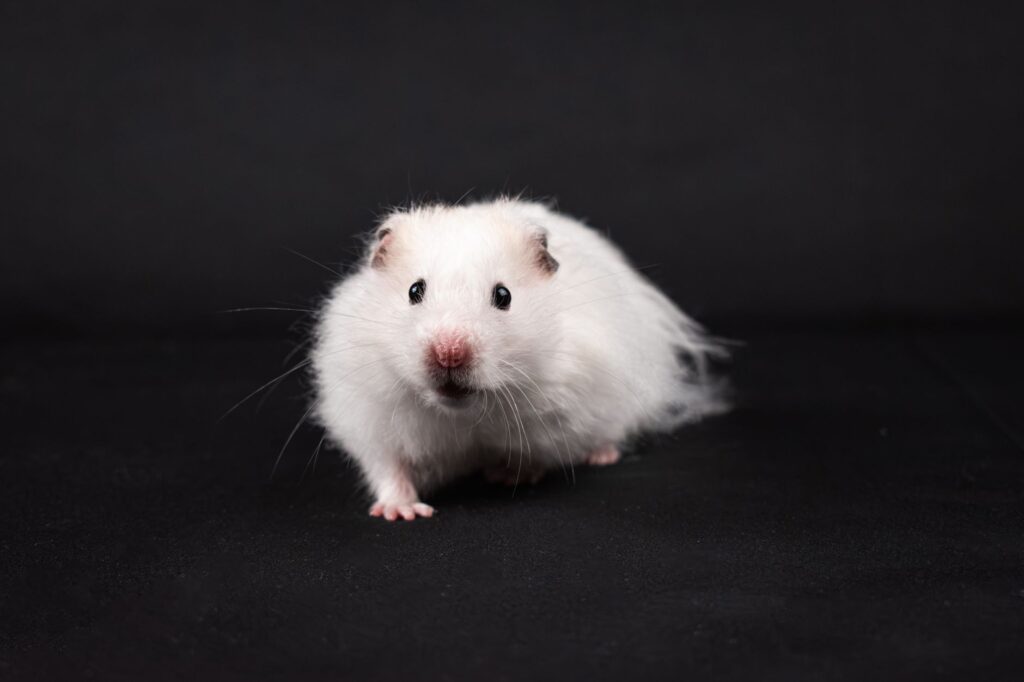 High Globulin in Hamsters - Causes, Diagnosis and Vet Treatment