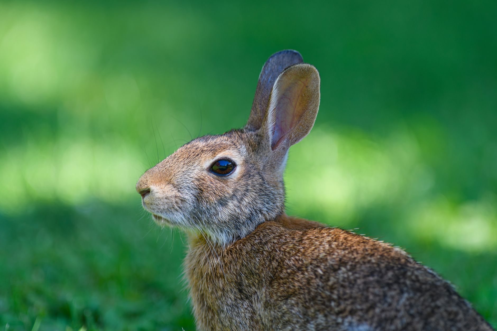 Veterinary care for a rabbit