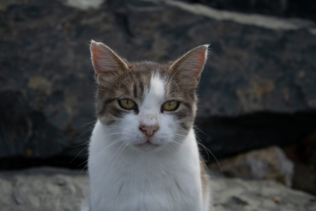 high glucose in cats stress hyperglycemia or real diabetes