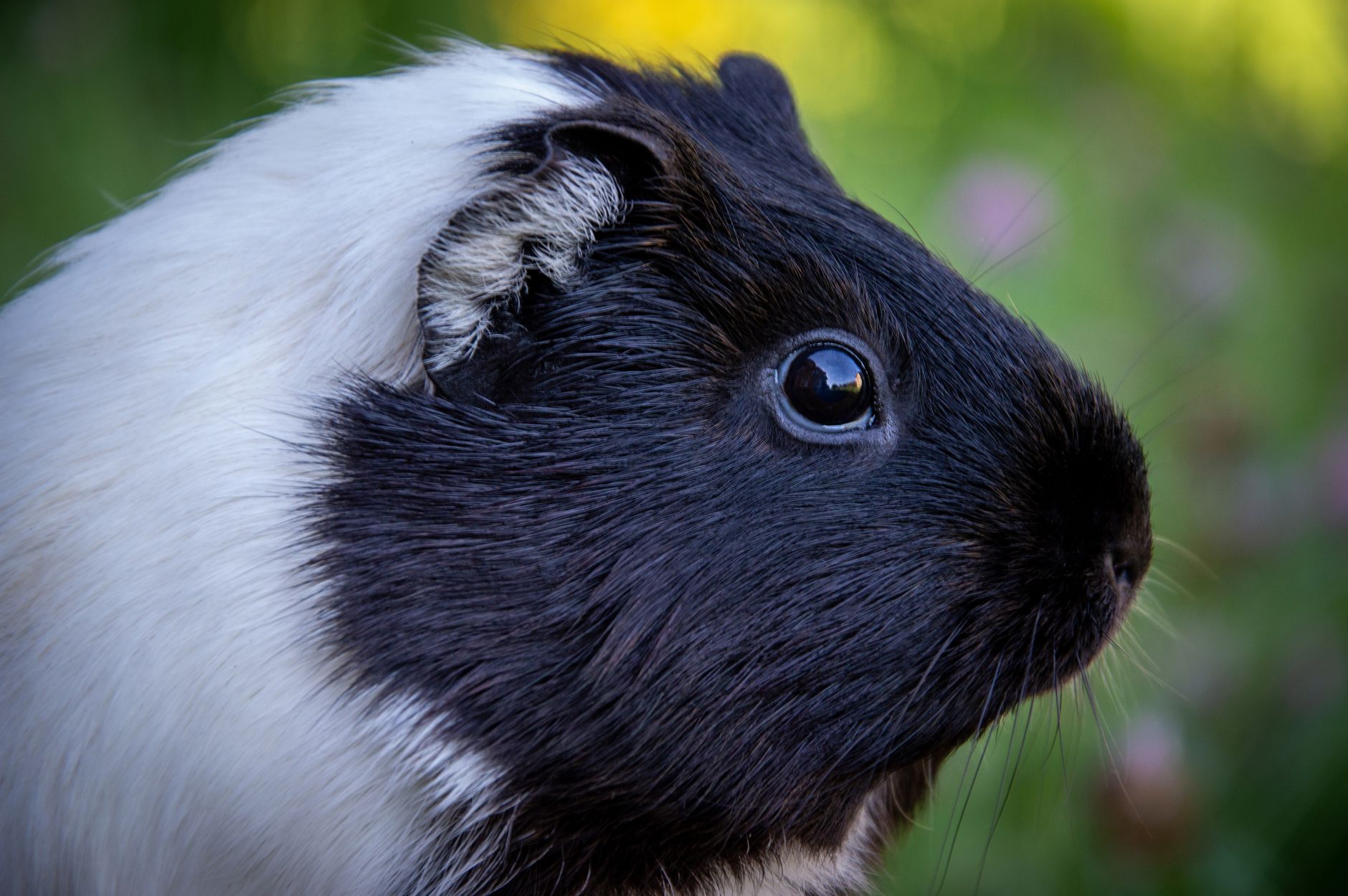 Veterinarian examining a guinea pig during a checkup