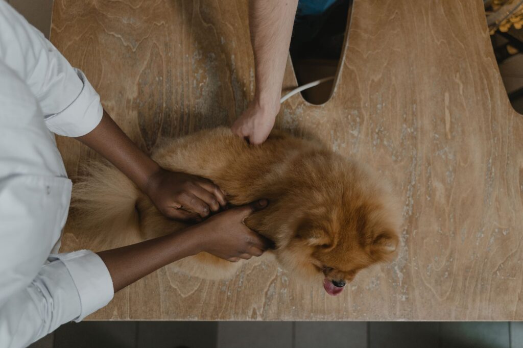 Veterinary care for a guinea pig