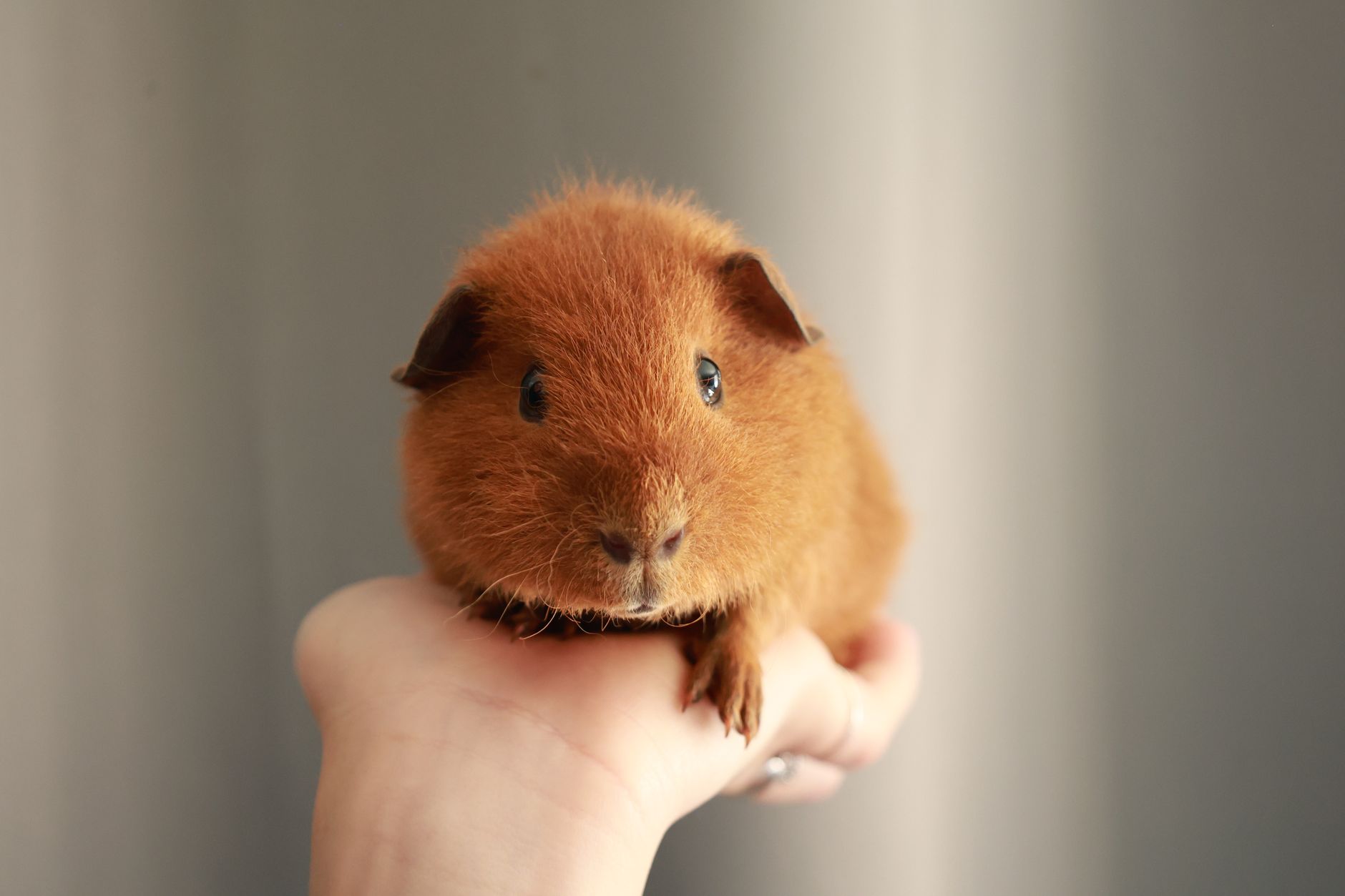 Portrait of a guinea pig at a veterinary clinic