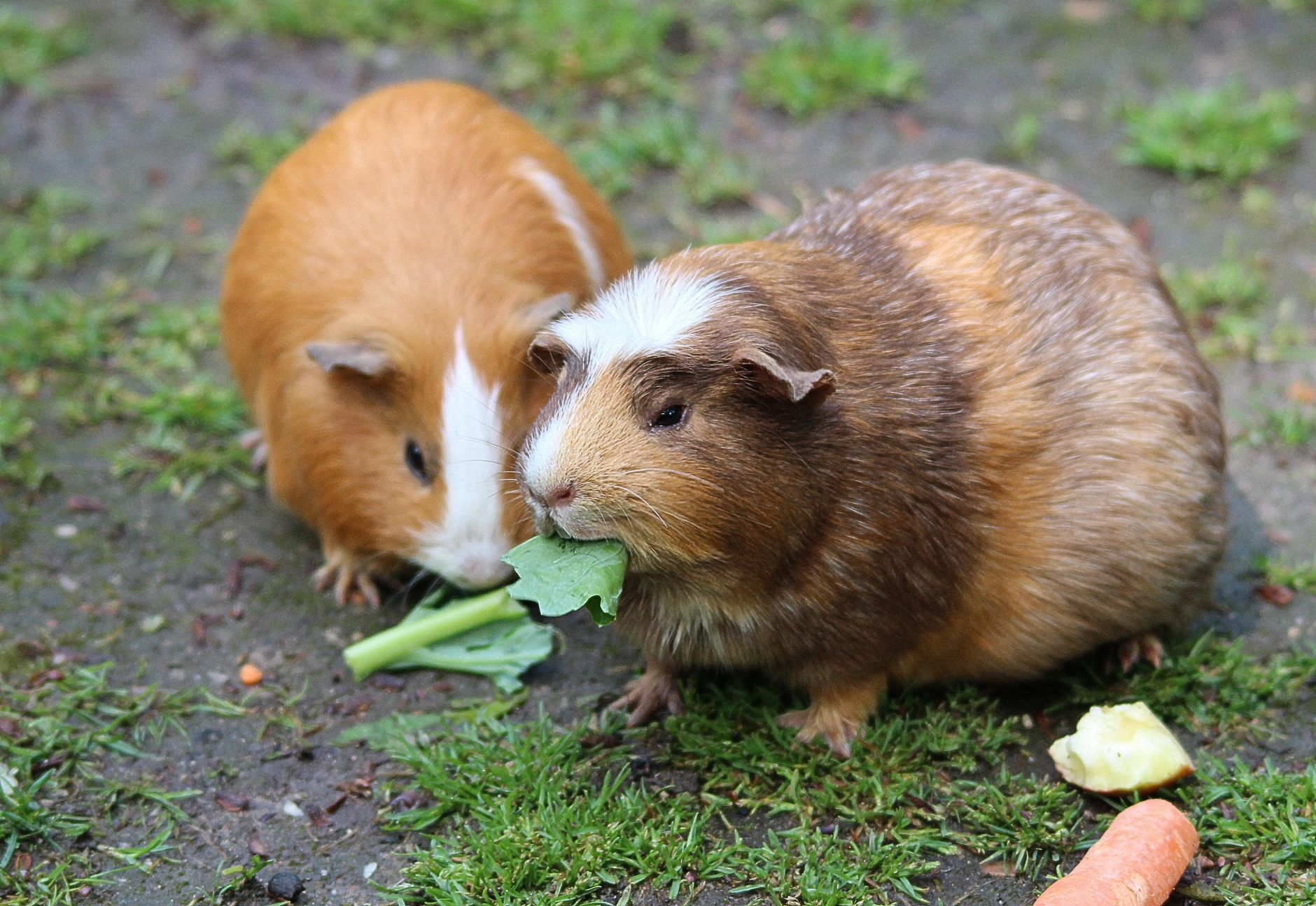 A guinea pig undergoing diagnostic blood testing at a veterinary clinic
