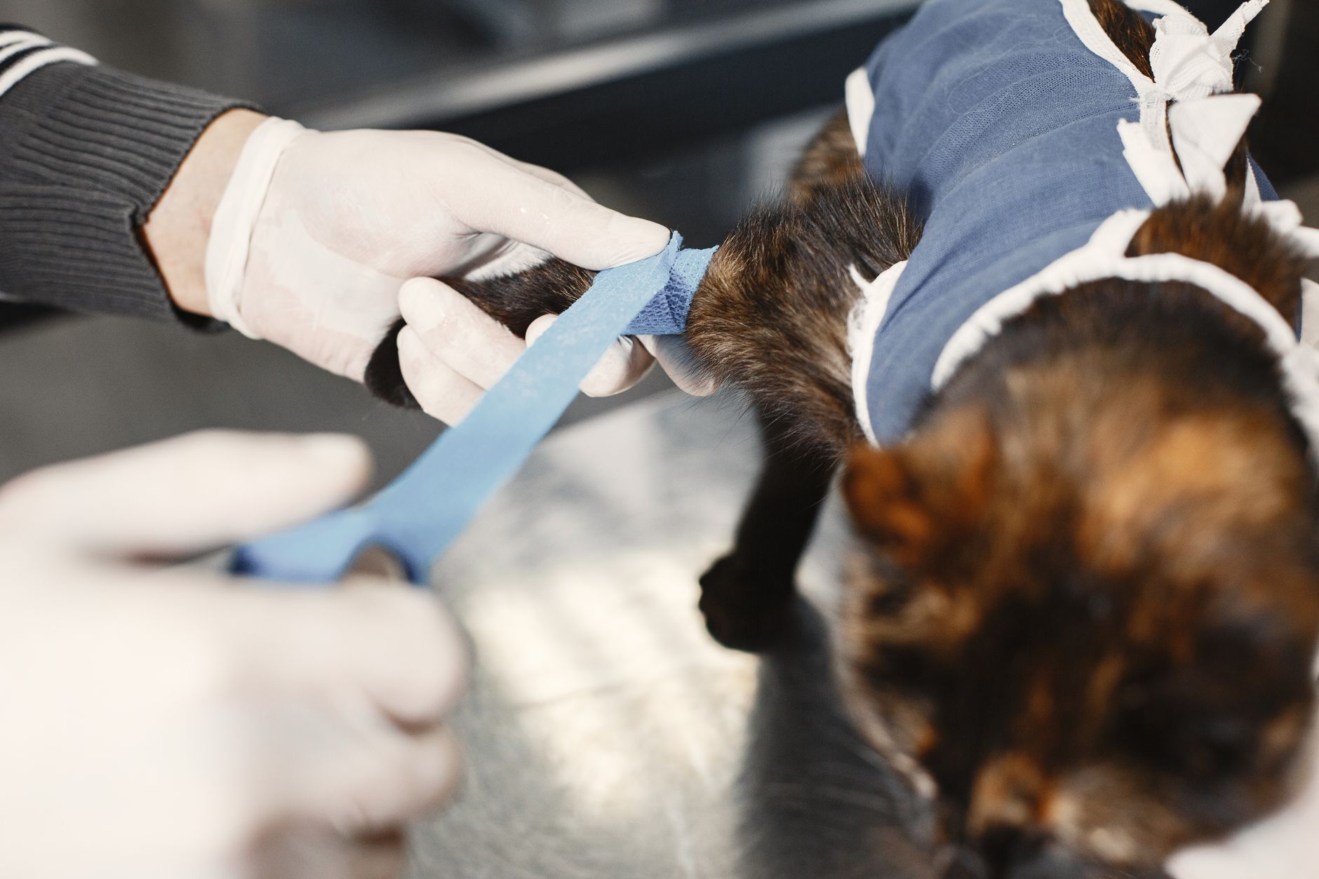 Veterinary care for a cat