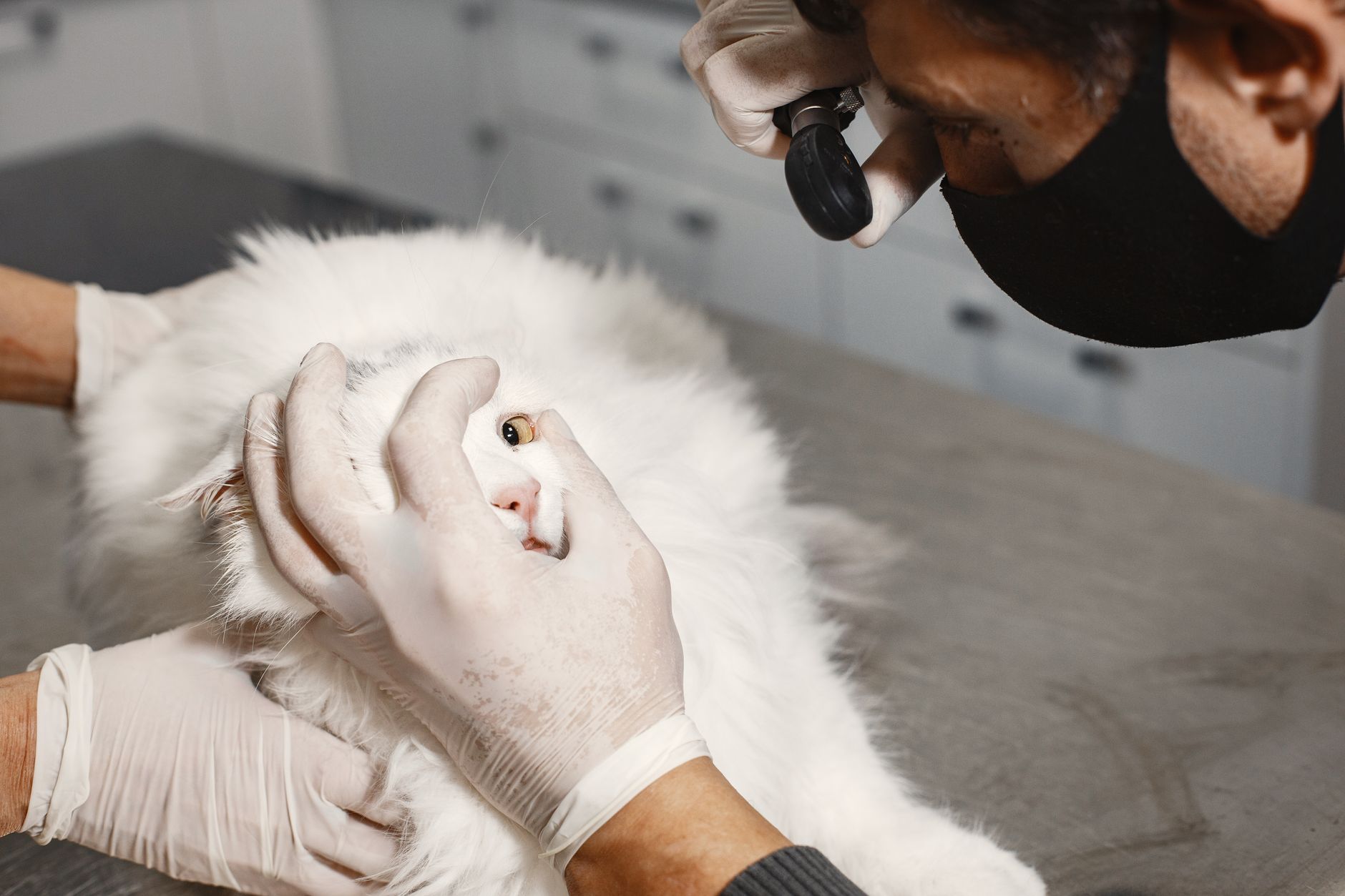 Veterinarian examining a cat during a checkup
