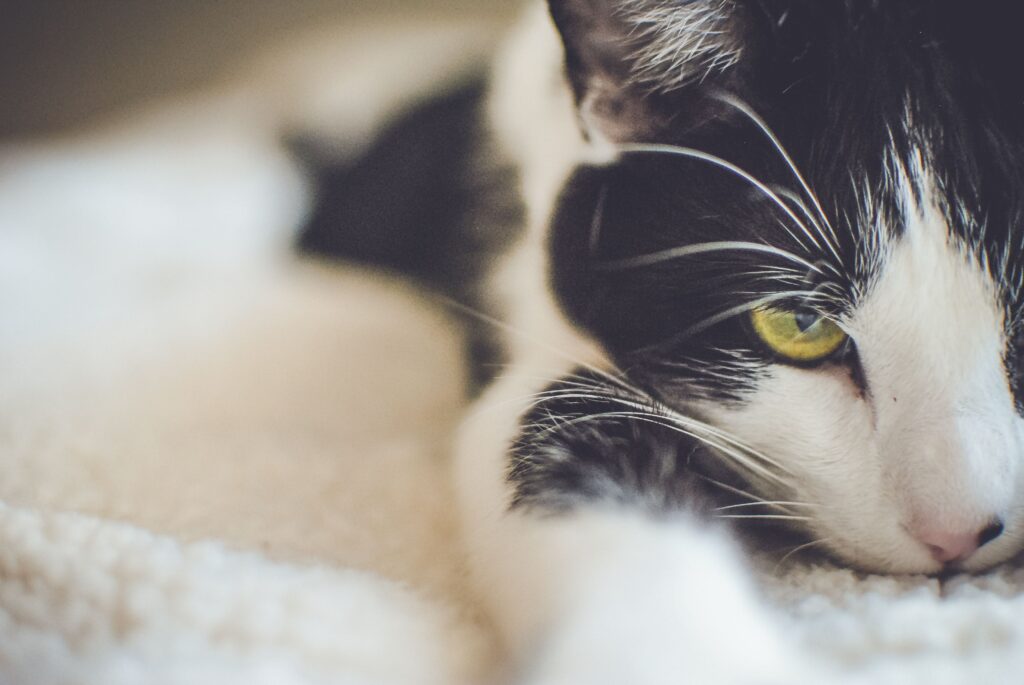 high hematocrit and high rbc in cats what the pattern means